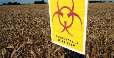 Over 40 Rodent Feeding Studies Show Genetically Modified Food is Disastrous to Health