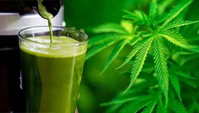 Shocking Results: Woman Replaces 40 Medications With Raw Cannabis Juice
